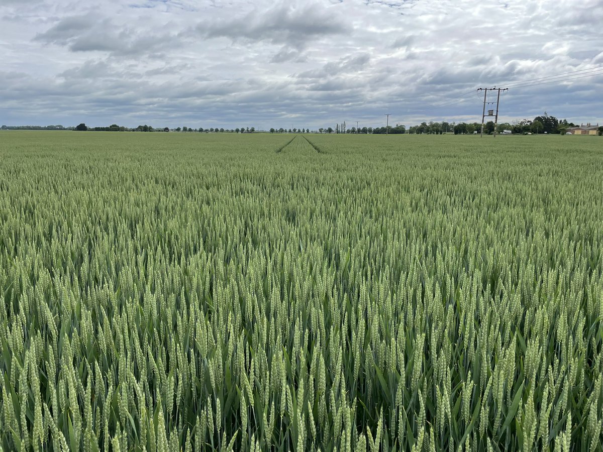 AlexWil92208892's tweet photo. Extase Winter Wheat seed crop looking snooker table level and green from top to bottom near Thorney, Peterborough.
#fullofpotential https://t.co/qycNbgjIBV