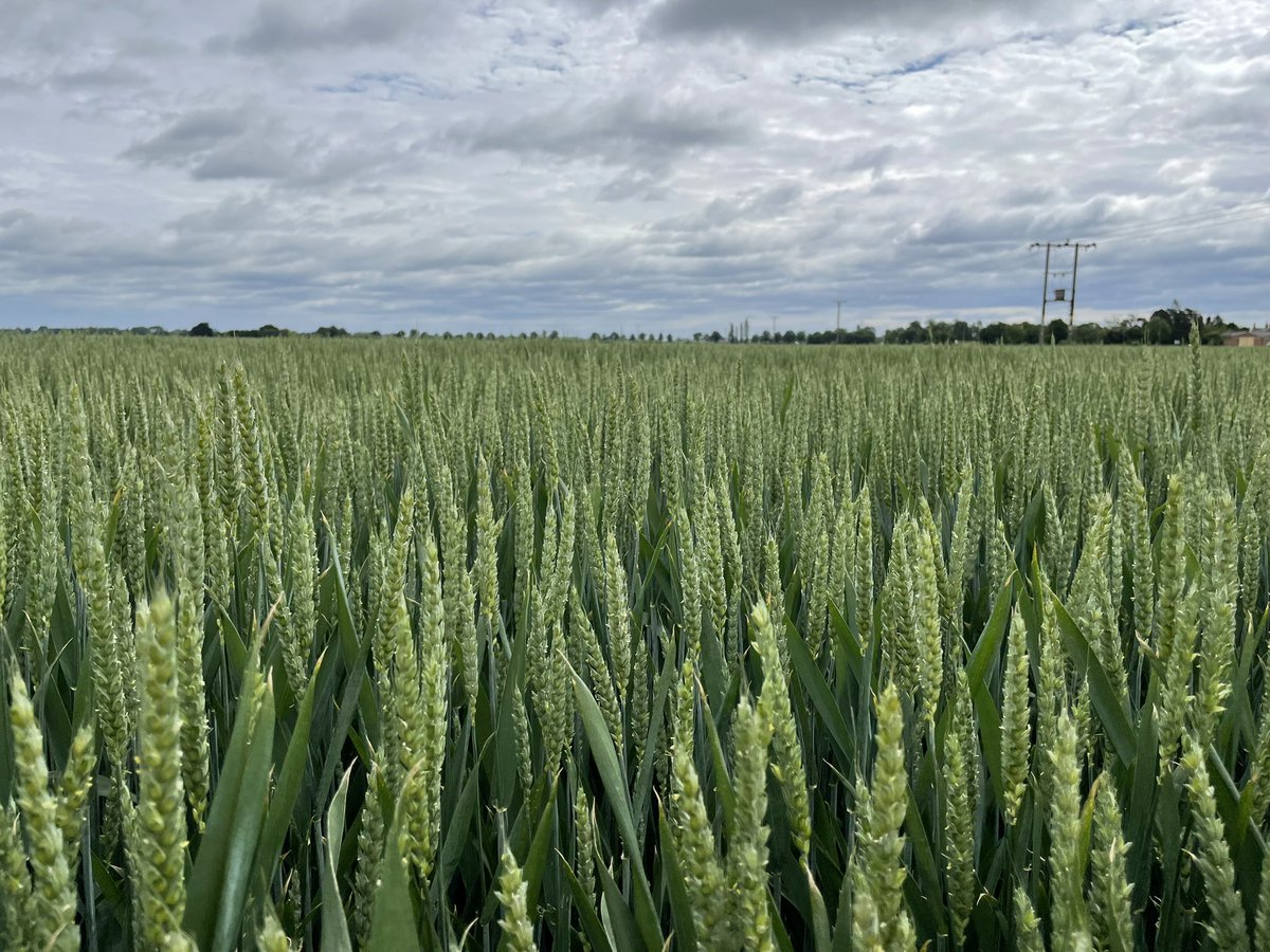 AlexWil92208892's tweet photo. Extase Winter Wheat seed crop looking snooker table level and green from top to bottom near Thorney, Peterborough.
#fullofpotential https://t.co/qycNbgjIBV
