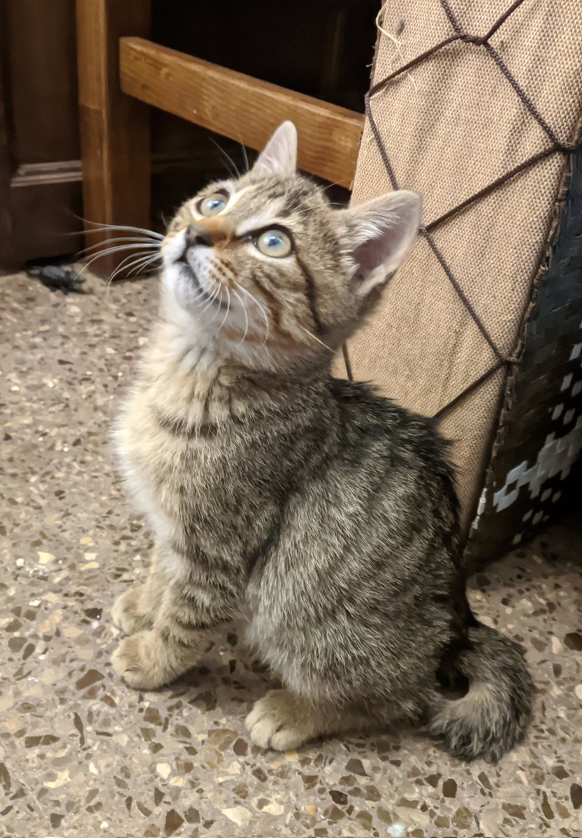 TrekkieXIII's tweet photo. Me parece impresionante lo valiente que está siendo Obito. Tan solo unos días atrás estaba aterrorizado y poco a poco vemos cómo va saliendo, se relaja, juega y, en general, está más cómodo en nuestra presencia.

#Albacete https://t.co/tbMMkLtGNI