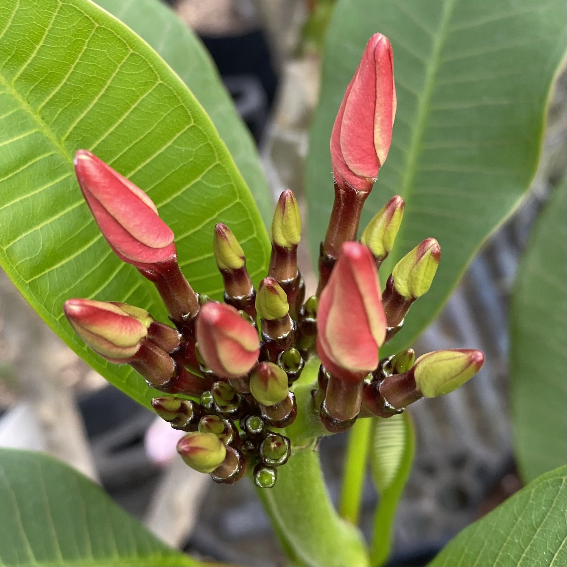 プルメリアの蕾 Twitter Search Twitter