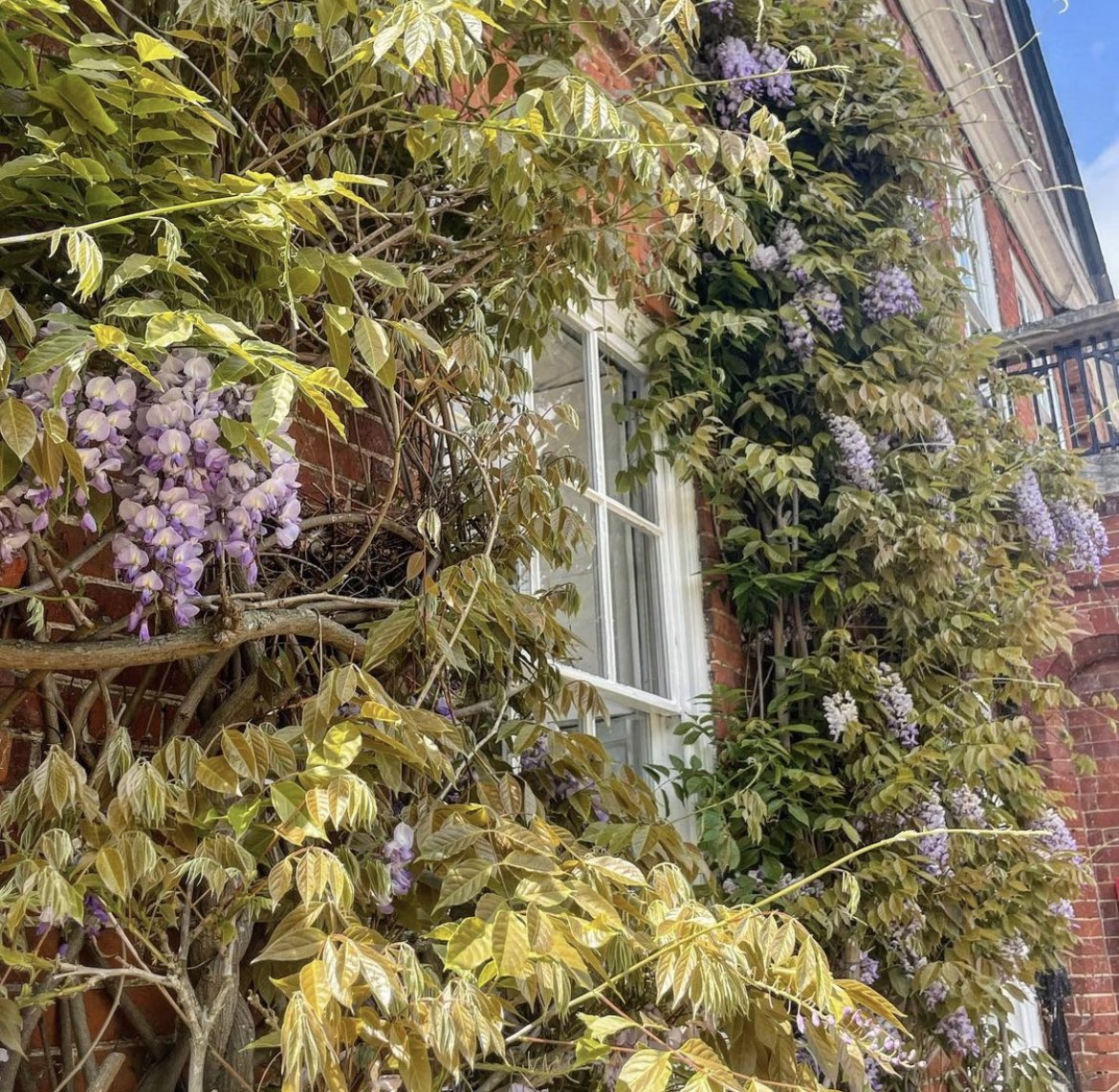 Wisteria surrounds the walls here at The Norfolk Mead 💜🍃 

#wisteria #norfolkmead #norfolk