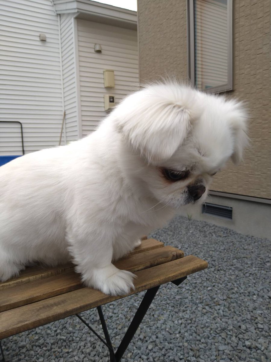 浅宮ゆうか tweet media