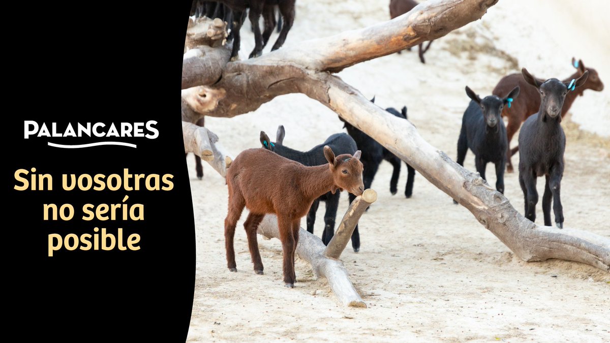 quesopalancares's tweet photo. ❤ Murciana sí, granadina también.
Este formidable animal produce una leche inconfundible que ofrece un queso de un sabor y textura únicos.
#palancares #quesopalancares #queso #saludable #regiondemurcia #quesodecabra #cabras #cabras🐐 https://t.co/GS33aXraaS