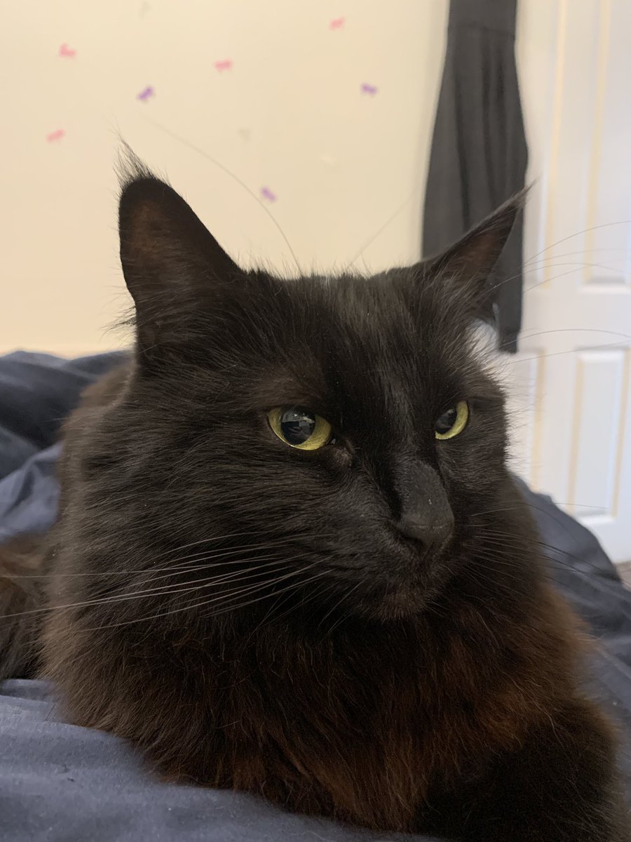 SeraphimKimiko's tweet photo. "I don't always lay on mom's lap, but when I do, it's when she wants to get up and is hungry." https://t.co/DlBptKKov7