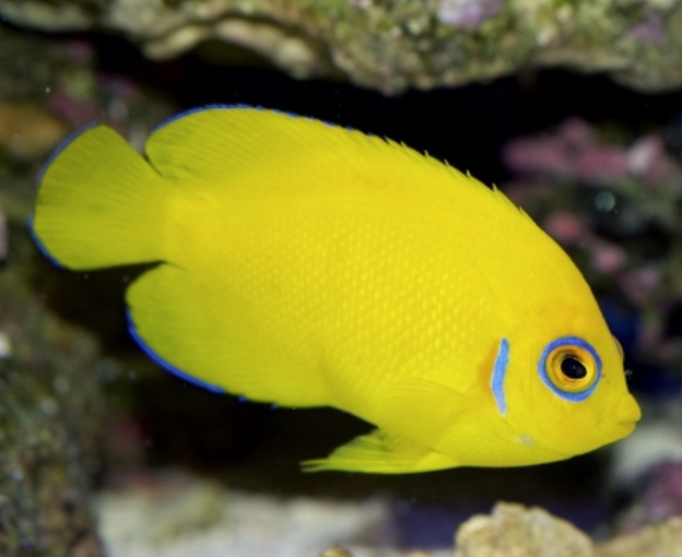 TFHmagazine's tweet photo. When it comes to choosing colorful fish, we have a few bright ideas! Discover some of the best yellow and gold marine species.
#TropicalFishHobbyist #saltwateraquarium #yellowfish
https://t.co/UcOBZgIzKw https://t.co/vk6ffDTCpg