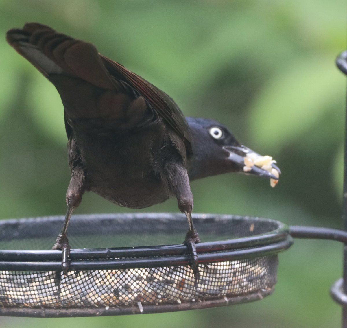 Welcome #Thursday ❤️ this Common Grackle spent so much time gathering huge mouthfuls, to feed hatchlings? Peanuts and bugs? #grackle #commongrackle #birds #birding #birdwatching #birdphotography #BirdTwitter #naturelovers #naturephotography #TwitterNatureCommunity ❤️