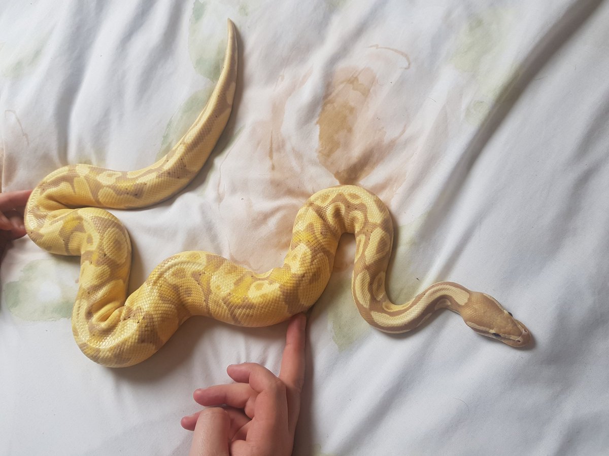 WinterQueen_8's tweet photo. Good Morning my boy 💛🐍 Time for a viv change and a feed
.
#BananaBallPython #ballpython #python #snakes #Oryx #repiles #exoticpets https://t.co/jWEx9qbQRf