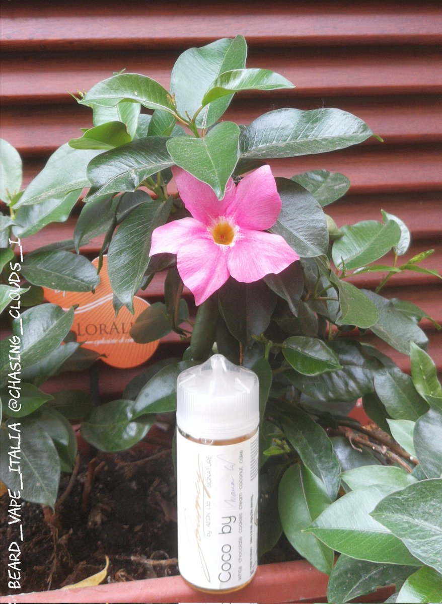 #buongiorno #goodmorning             #おはよう #picoftheday #italianvapers #journeyfans #chasing_clouds #bvapeitalia #bestchoise #photogram #vapingshot  #vapejapan #artoflight #vapephotography #vapephotographer #artisticphotography #photo #promoter #influencer #getonboard