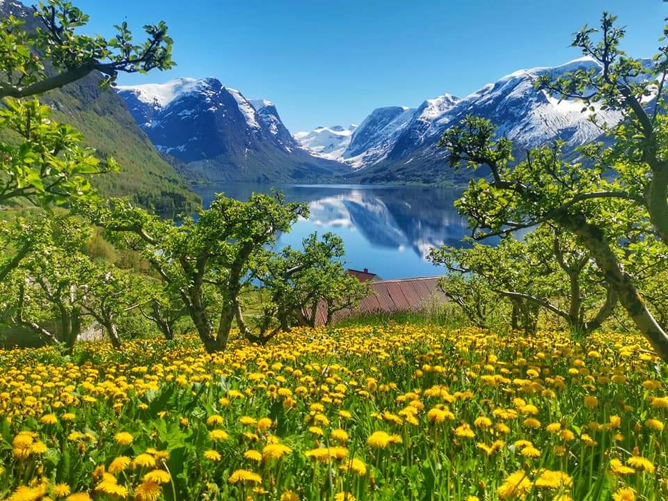 elusive_moose's tweet photo. Beautiful 😍 #Spring in Flo, Oppstryn 🌸 Photo Waree Lyngstad #Norway #fjords @magicfjords https://t.co/pjzHKaMIXj