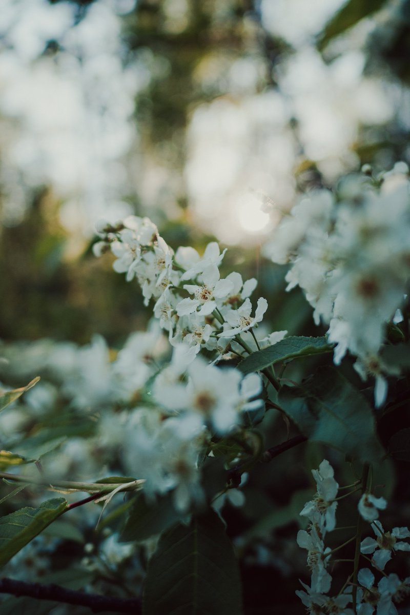 Rania Rönntoft tweet media