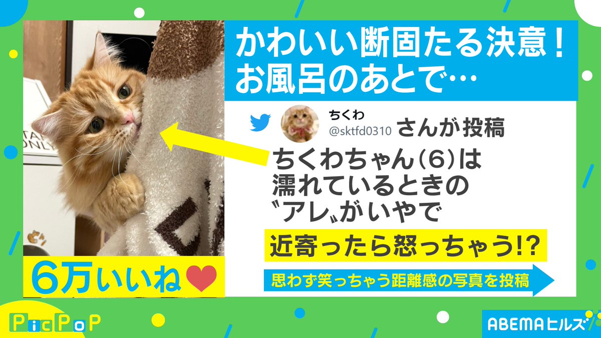 Follow ちくわ ねこ休み展 S Sktfd0310 Latest Tweets Twitter