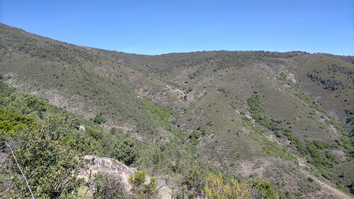 Gonzalo_Palomo's tweet photo. Monitorizando by @infouex para actuaciones @LIFEprogramme #Landscapefire en #SierradeGata #Extremadura Pastoreo para prevenir #IIFF preservación de suelos y conservación de biodiversidad. Si mamá @Junta_Agricultu nos deja... https://t.co/WXzIGccs8q