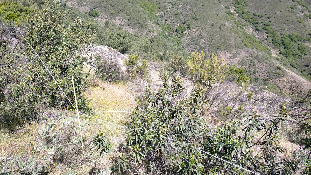 Gonzalo_Palomo's tweet photo. Monitorizando by @infouex para actuaciones @LIFEprogramme #Landscapefire en #SierradeGata #Extremadura Pastoreo para prevenir #IIFF preservación de suelos y conservación de biodiversidad. Si mamá @Junta_Agricultu nos deja... https://t.co/WXzIGccs8q