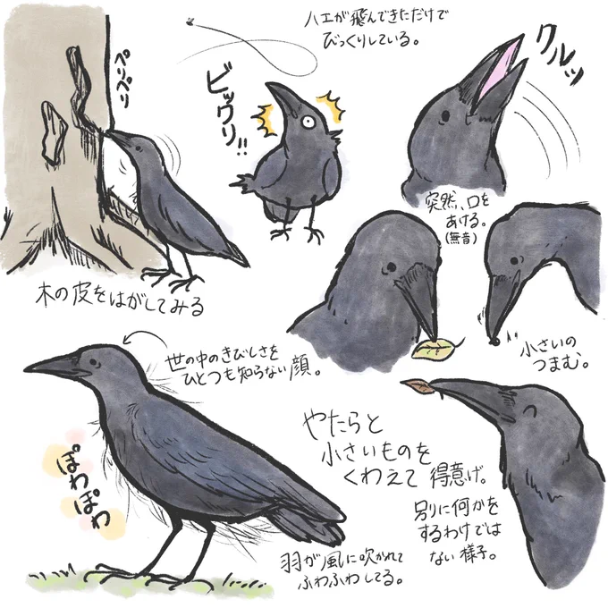 今年巣立ったと思われるハシボソガラスの行動がおもしろい 