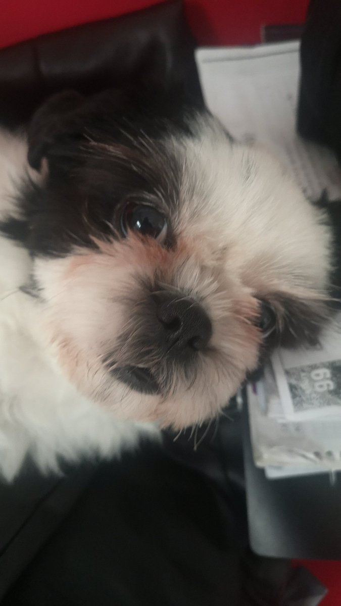 I think supporting #BlackLivesMatter is racist.
Anyways here's a picture of my dog.