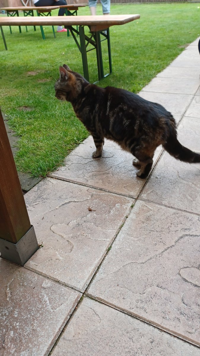 YanneIsKlar's tweet photo. Bei uns ist heute morgen eine Katze gelandet und wir wissen nicht, wem sie gehört?
War unglaublich hungrig und kam sofort zu uns, obwohl wir ja fremnd sind!
Also falls jemand in #Meinersen eine Katze vermisst 🥺 https://t.co/nDoYDey0oH