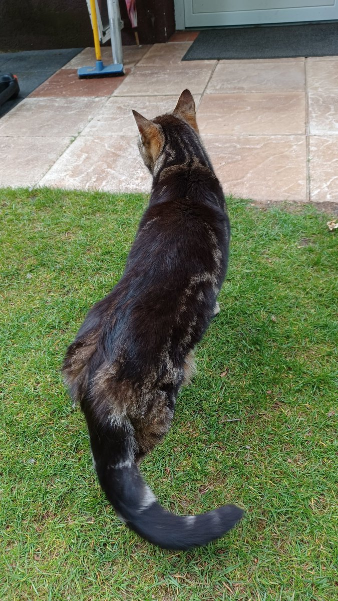 YanneIsKlar's tweet photo. Bei uns ist heute morgen eine Katze gelandet und wir wissen nicht, wem sie gehört?
War unglaublich hungrig und kam sofort zu uns, obwohl wir ja fremnd sind!
Also falls jemand in #Meinersen eine Katze vermisst 🥺 https://t.co/nDoYDey0oH