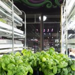 Photo by Balance Farms (@BalanceFarms)