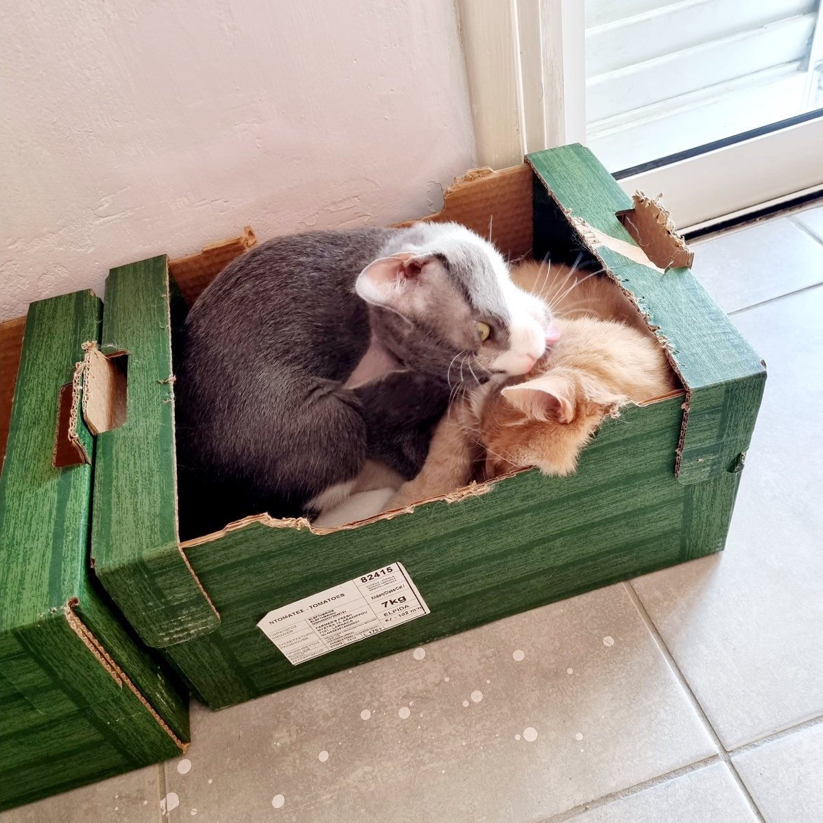 nikipiam's tweet photo. This is love, love, love
That I'm feeling

Does it have to be a life full of dread
I wanna chase you round the table, I wanna touch your head...

This is love, love, love
That I'm feeling... #catlover #myboys ❤️ τα φρουτακια μ 🍊 https://t.co/04QBGr3BMh