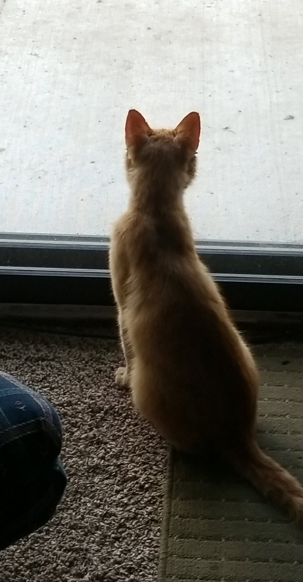 Sebastian | Demiboy King tweet media