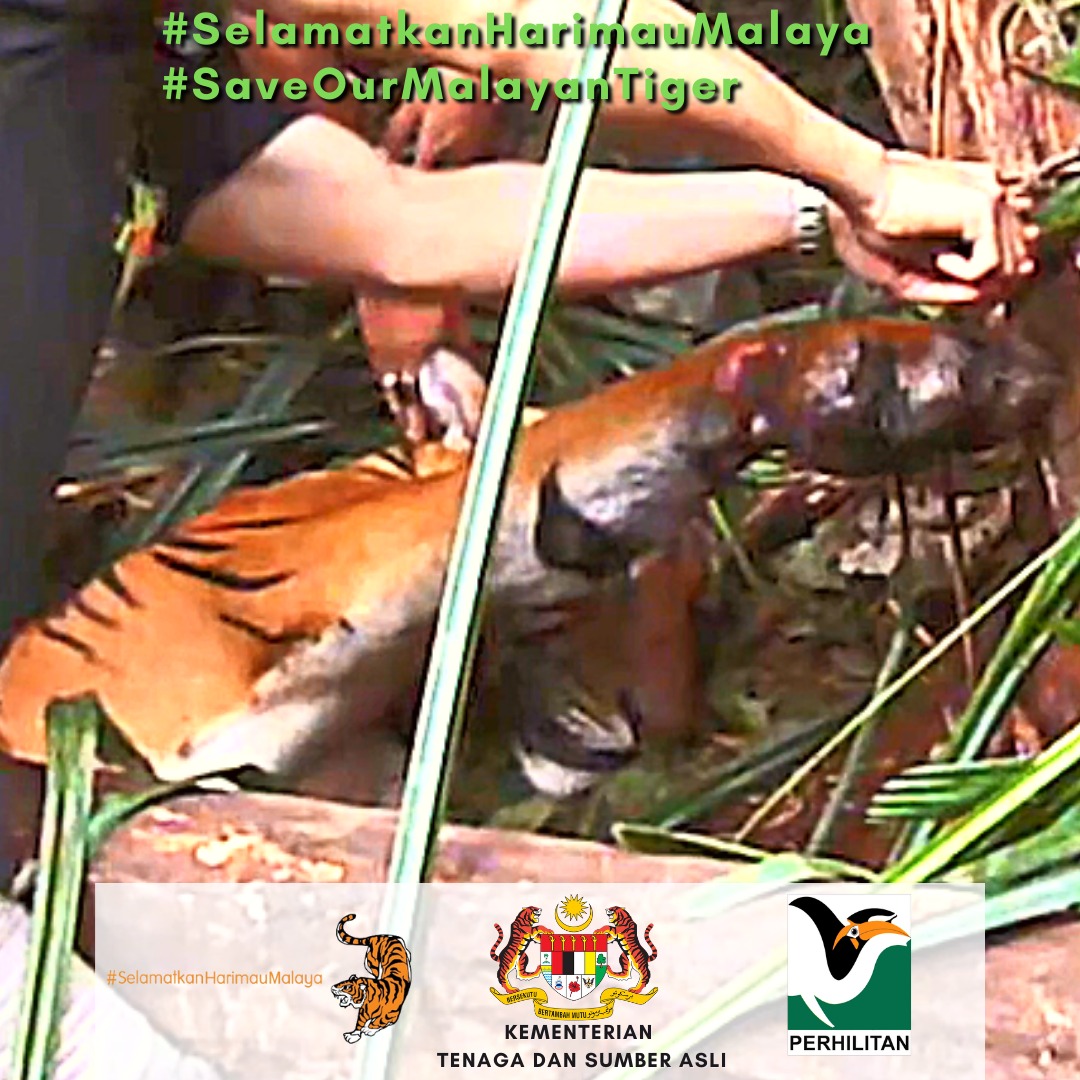 Jerat merupakan salah satu punca pengurangan populasi Harimau Malaya.

Laporkan sebarang jenayah hidupan liar ke Talian Hotline Jabatan PERHILITAN di 1-800-88-5151.

Bersama lindungi Harimau Malaya, khazanah negara daripada diancam kepupusan.

#SaveOurMalayanTiger