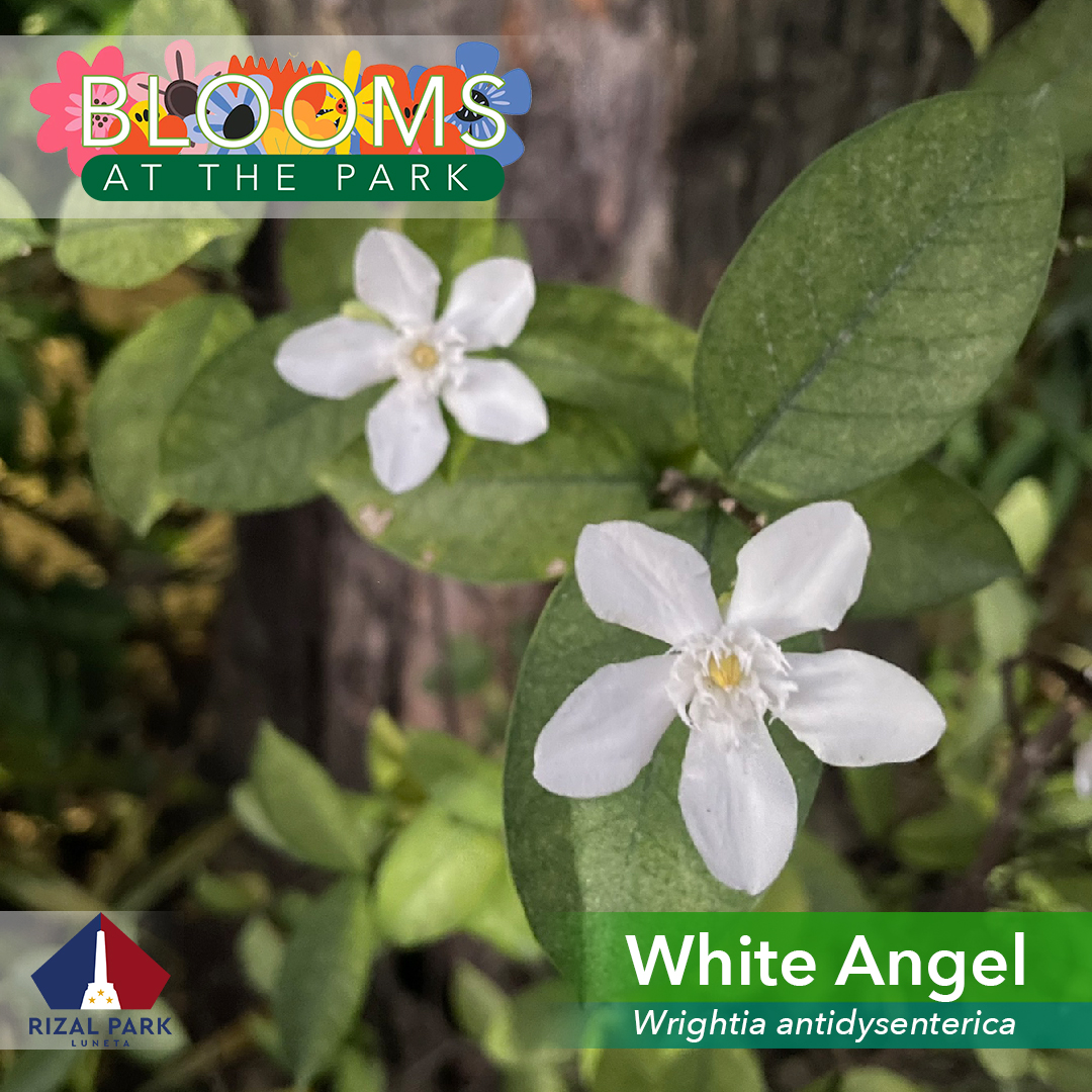 NPDC_PH's tweet photo. Did you know that forget-me-not is Jose Rizal's favorite, while white angels are sometimes considered a medicinal plant in some countries?

Photo of forget-me-not by: Beo Bensurto 
Photo of white angel by: Jake Cedrick Royo
(Park Maintenance Supervisors, NPDC)

#BloomsatthePark https://t.co/lP24o3cyKf