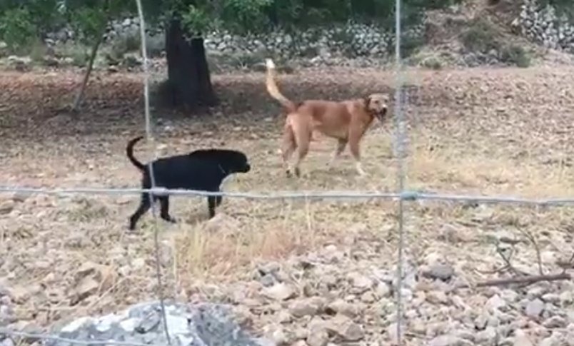 xarxaforestal's tweet photo. Molt difícil traslladar al món urbanita la realitat rural
Aquestes imatges preses aquest matí #Planicia #Banyalbufar #Mallorca mostren la carnisseria provocada per uns gossos solts sobre el ramat d'ovelles de la finca
Imprescindible el control de gossos abandonats o assilvestrats https://t.co/D2CEMZplD0