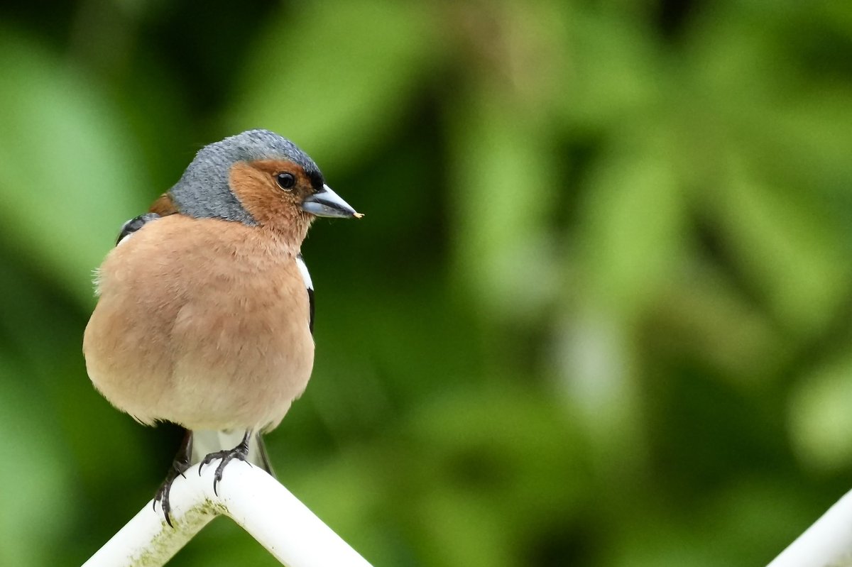 cirzh's tweet photo. #Chaffinch #GreenConservationStatus #Finches @ArdgillanCastle #ArdgillanCastle #Skerries #Fingal #YourFingal #lovefingaldublin #TwitterNatureCommunity #birds #birdwatching #birdwatchireland #ThePhotoHour @BWIFingal #nature https://t.co/e28mxwVwN0