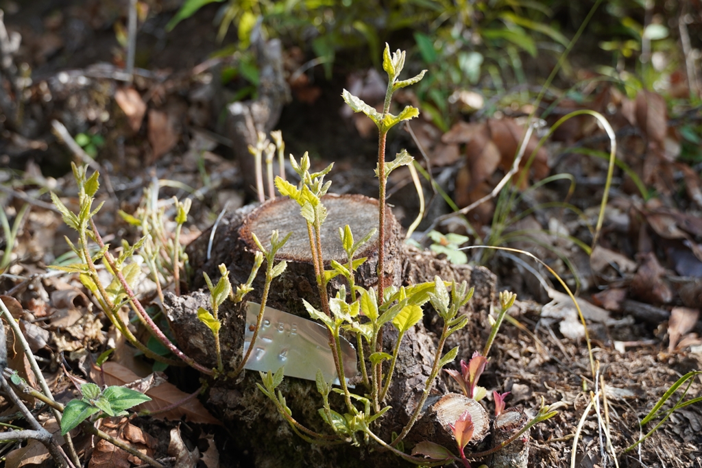 EnliftN's tweet photo. Going back to our treatment plots in Kalapani CFUG after two months, we are pleasantly surprised to find that the coppiced trees have already started sprouting back. #EnLIFTNepal #sprouting #khasru
#ActiveForestManagement #Silviculture #CommunityForestry #coppice https://t.co/0zWQituQcX