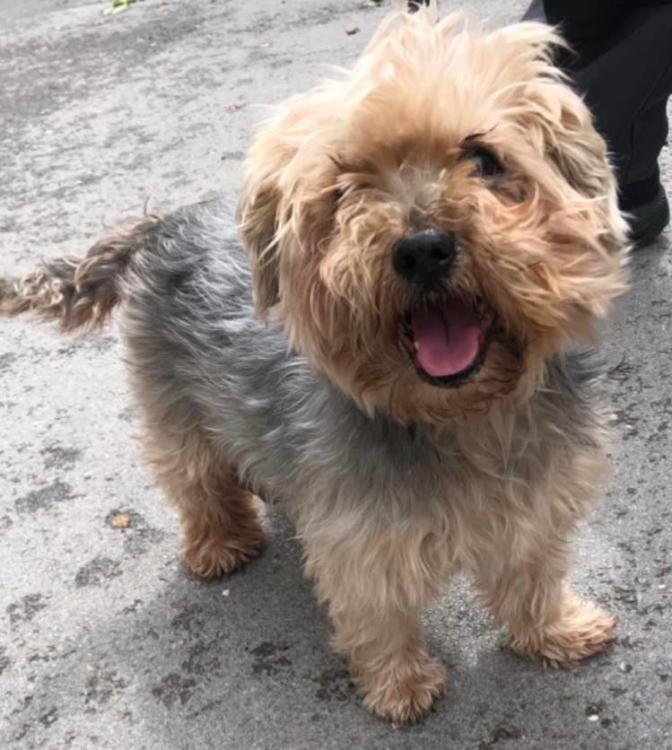 Animal Adoptions UK 🐕🦺🐈🐎❤️ tweet media