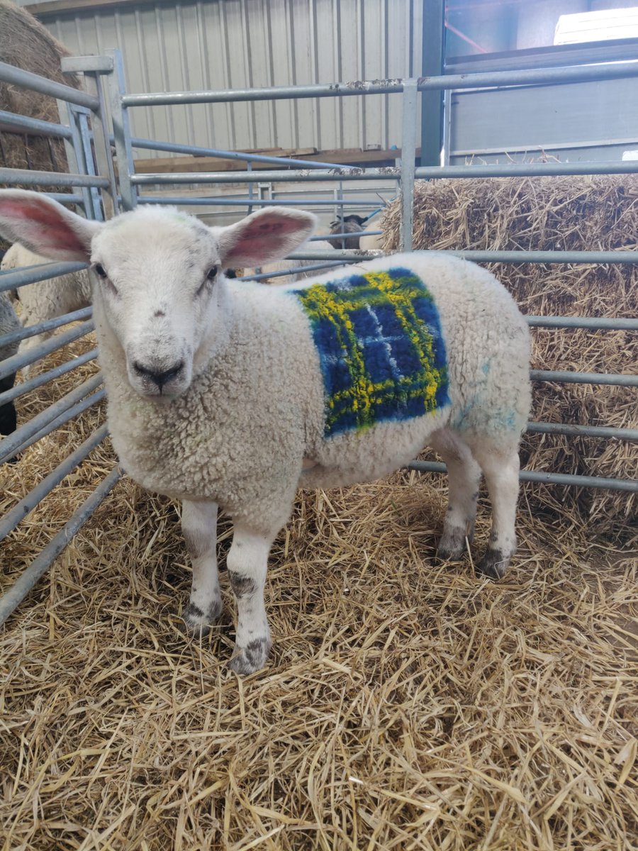 MNDoddie5's tweet photo. Not a baa-d paintjob that 🐑 https://t.co/TJU8seoeHq