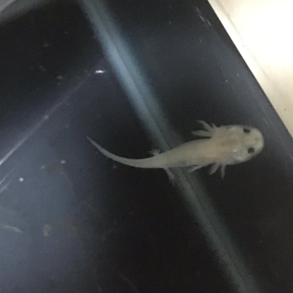 たんぽぽ 新入生のウーちゃん メダカじゃないですよ チビチビウーパールーパー 全長2センチぐらいかな 小さすぎてピントが合わない ウーパールーパー ベビー チビ はちゅセラピー T Co Imkjg4esov Twitter