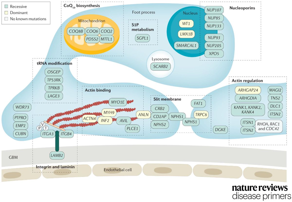 Mutations in more than 50 genes have been identified in hereditary #podocytopathies to date go.nature.com/31KIDcx