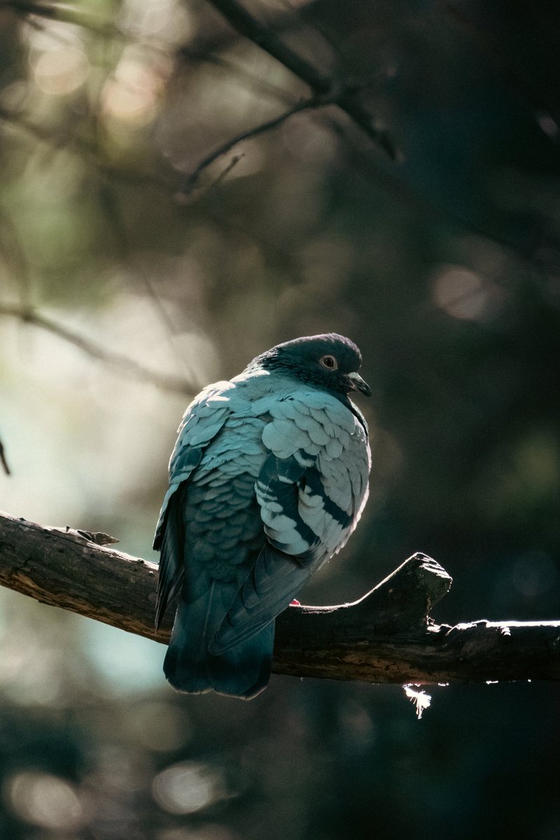 Moachan17's tweet photo. French pigeons are cute too and waiting for you Johnny-san :D
So any chance for an European tour soon? When are you hoping doing overseas Concerts/Festivals ? #INTERVIEWMISSION #BCW2_MWAM #MWAM https://t.co/8lPycx0Dhc