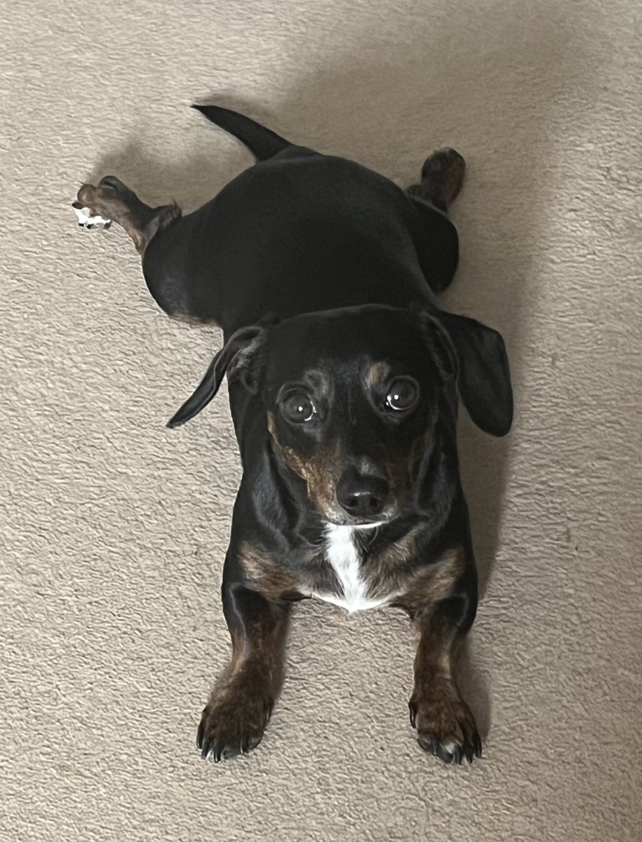 PickleCoco's tweet photo. Don’t judge me, I’m comfy. https://t.co/YAC0v8xDaZ