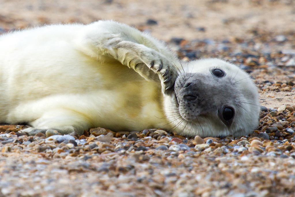 visitnorfolk's tweet photo. Wondering where to see the Common and Grey #seals when you visit #norfolk? Read on... https://t.co/YkizZ5gwSo #blakeney #winterton #horsey #hunstanton #coast #greatyarmouth #temples #beansboats #birdwatching https://t.co/W3BO9dpnmf