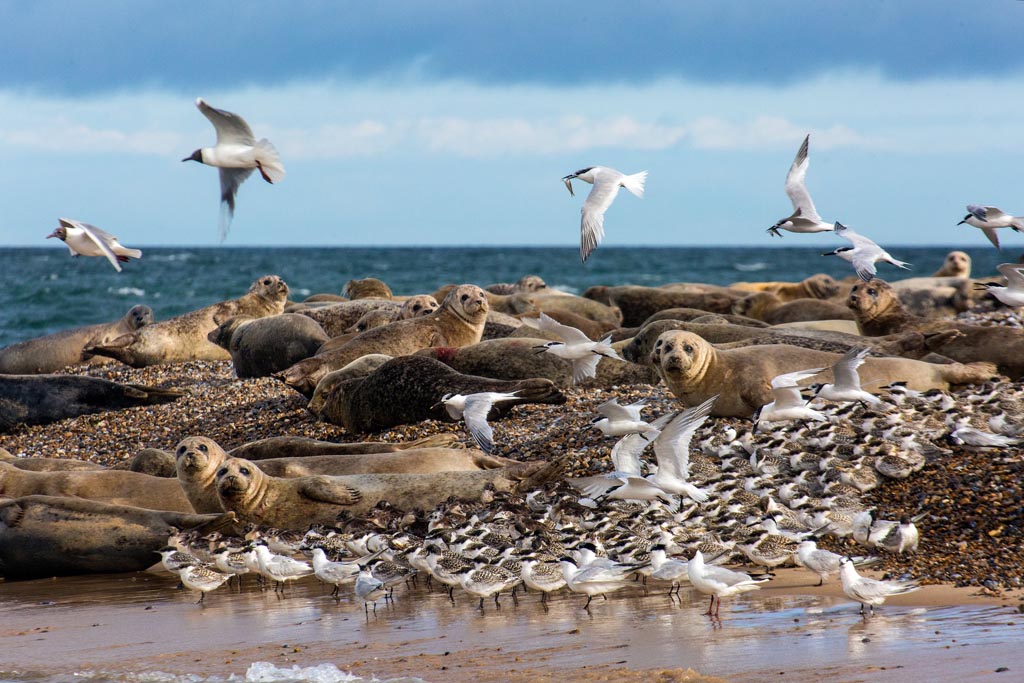 visitnorfolk's tweet photo. Wondering where to see the Common and Grey #seals when you visit #norfolk? Read on... https://t.co/YkizZ5gwSo #blakeney #winterton #horsey #hunstanton #coast #greatyarmouth #temples #beansboats #birdwatching https://t.co/W3BO9dpnmf