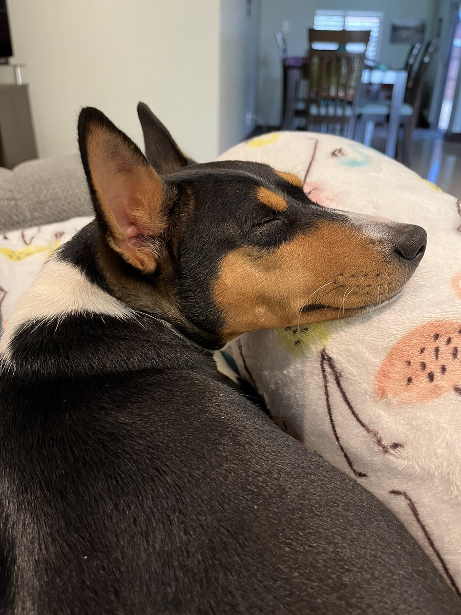 BasenjiAdvnturs's tweet photo. Not a bad way to spend a #thursdaymorning
https://t.co/eocq5kwt7U
#dog #BasenjiAdventures #dogsoftwitter #basenji #barkless #DogOfTheDay #YouTube #vlog https://t.co/sPVa7cra9m