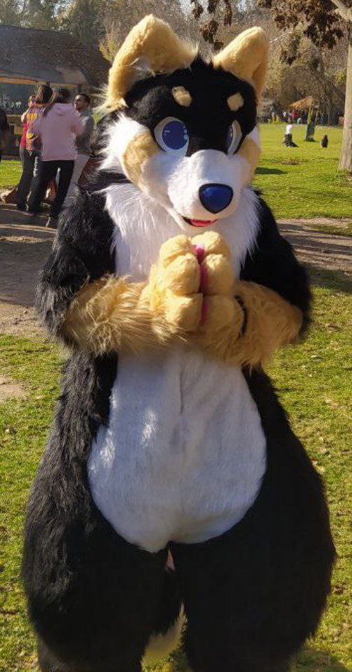 gabriel_Voli's tweet photo. #furryfandom #fursuiter #moldepan 
Pand-amen nwn https://t.co/13iWZUYwvK