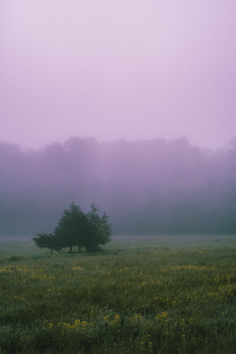 No thoughts, just fog