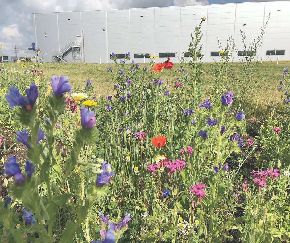 CookMedical's tweet photo. The meadows at Cook Medical's EMEA Delivery Center are home to plants that were specifically chosen to support the local populations of bees. This is just one way Cook is making changes to support the environment. #Environment #OnePlanet #SupportBees https://t.co/IUQkKOfigM