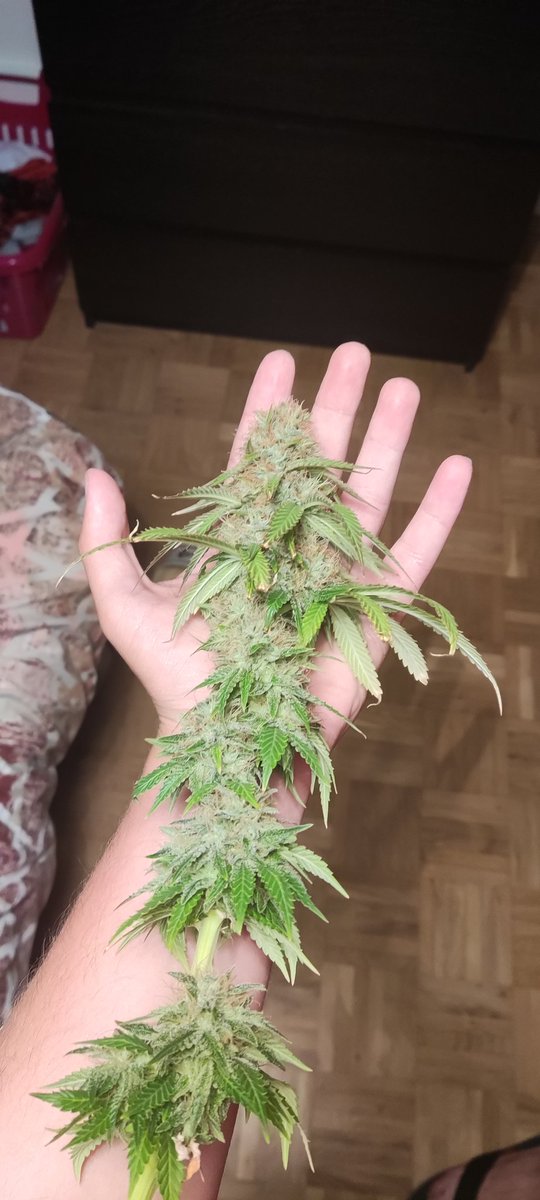Buenos_Humos's tweet photo. Pues ayer sacamos a pasear el hacha 🪓, no se dio mal la tarde la verda.
Ahora sus 15 dias mas menos, de secado, dientes largos esperando a probarlas 🤤🤤🤤
#GorillaGlue #Grapegum #WhiteWidow #Blueberry #autocultivo #tsw2000 #MarsHydro #Mmemberville https://t.co/I5YfC9Jibo