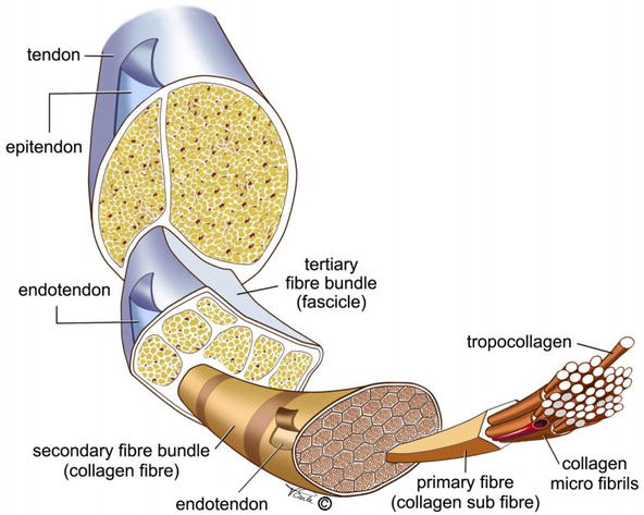 DrPeteMalliaras's tweet photo. New talking tendons episode:

'Exciting new insights into tendon adaptation to load'

https://t.co/oITl7YXfyG https://t.co/8ePI8XP3qG