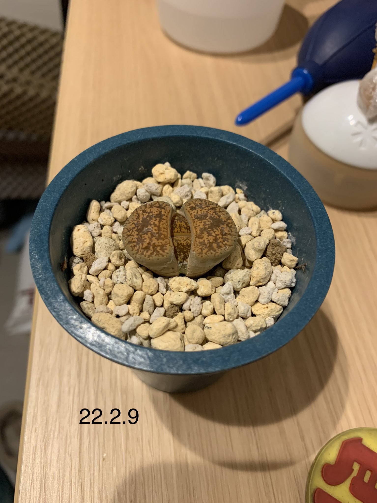藤豆⭐️茎 koshin-0568597.jpg