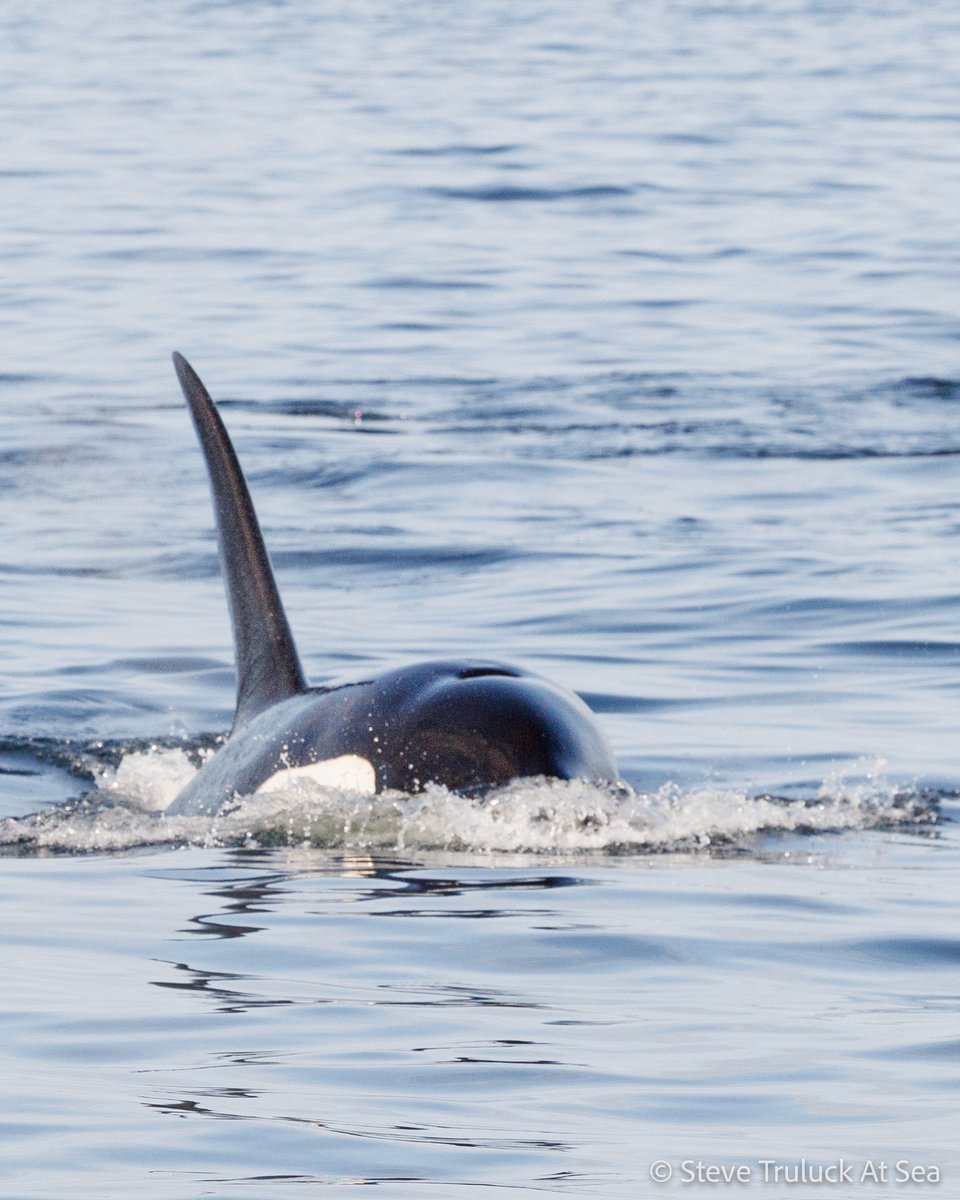 Opticron (@opticronuk) on Twitter photo One of our partners, <a href="/TruluckAtSea/">Steve Truluck</a>, will be at Orca Watch with a selection of Opticron equipment available to buy. And really, what better way to test out a scope or pair of binoculars than by looking at whales?
#OrcaWatch #OrcaWatch2022 #Orca #CitizenScience
๐ธ: <a href="/TruluckAtSea/">Steve Truluck</a> One of our partners, <a href="/TruluckAtSea/">Steve Truluck</a>, will be at Orca Watch with a selection of Opticron equipment available to buy. And really, what better way to test out a scope or pair of binoculars than by looking at whales?
#OrcaWatch #OrcaWatch2022 #Orca #CitizenScience
๐ธ: <a href="/TruluckAtSea/">Steve Truluck</a>