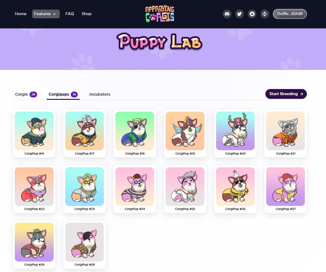 Approving Corgis 🐶🐾 tweet media