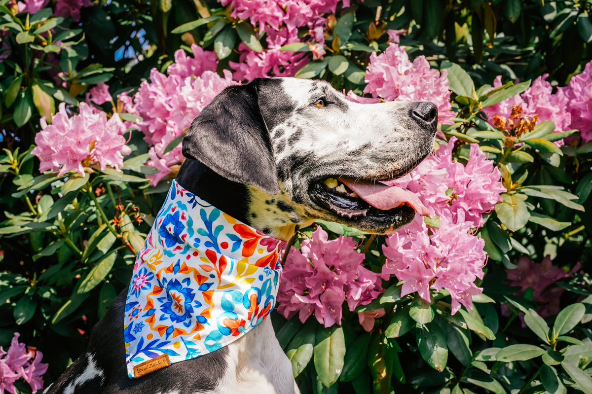 New bandannas on our website - dieseldazzles.com 
#twitterdogcommunity #dogsoftwitter #SmallBusiness #smallbusinessowner