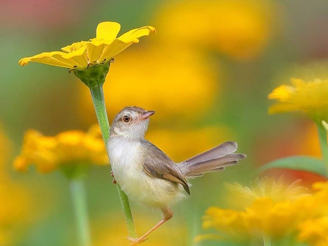 ramblingsloa's tweet image. I want to sing like the birds sing,
Not worrying about who hears or what they think.

Rumi