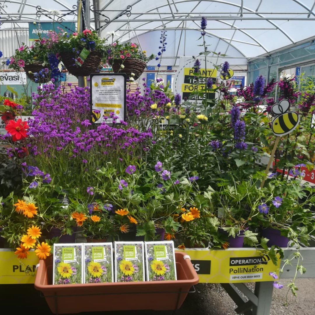 countrylifegc's tweet image. 🐝 Bee Friendly 🐝  #OperationPollination is back.

Throughout the initiative we'll have pollinator friendly plants and products highlighted in garden centres, along with tips to support pollinators 🏡 🌻 🌸