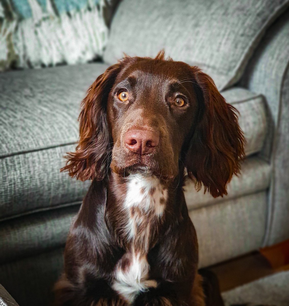 Freddie The Sprocker tweet media